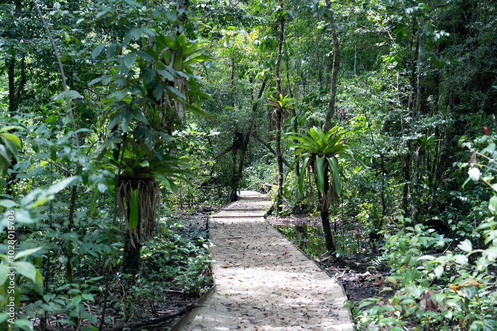 Green forest path bathed in sunlight, lined with vibrant plants and tall trees, providing a scenic and natural walking trail for relaxation, adventure, and connection with nature, calm outdoor setting Green forest path bathed in sunlight, lined with vibrant plants and tall trees, providing a scenic and natural walking trail for relaxation, adventure, and connection with nature, calm outdoor setting