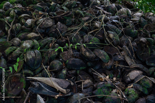 Closeup view of dried coconut shells covered in green moss, displaying a rough, organic texture that reflects natural decay, ideal for abstract artwork, agriculture, and eco-friendly backgrounds photo