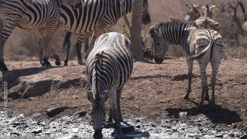 Zebra (Equus quagga) herd on the plains of Africa. A mother and foal at waterhole edge risking attack by crocodile to get a drink of water during the late winter dry season. Slow motion, 25 percent