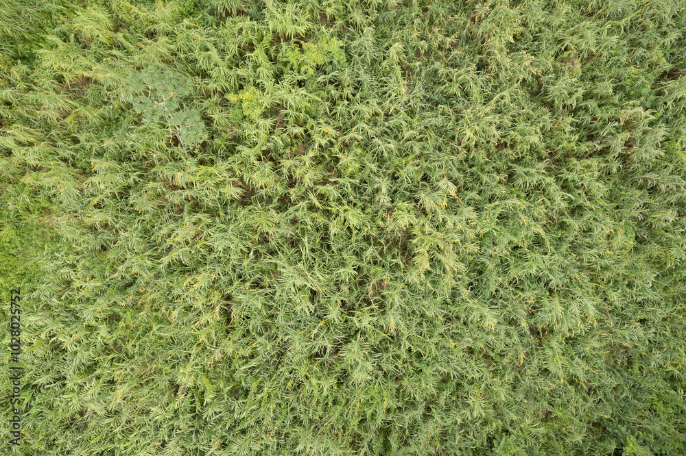 green grass background green grass background
