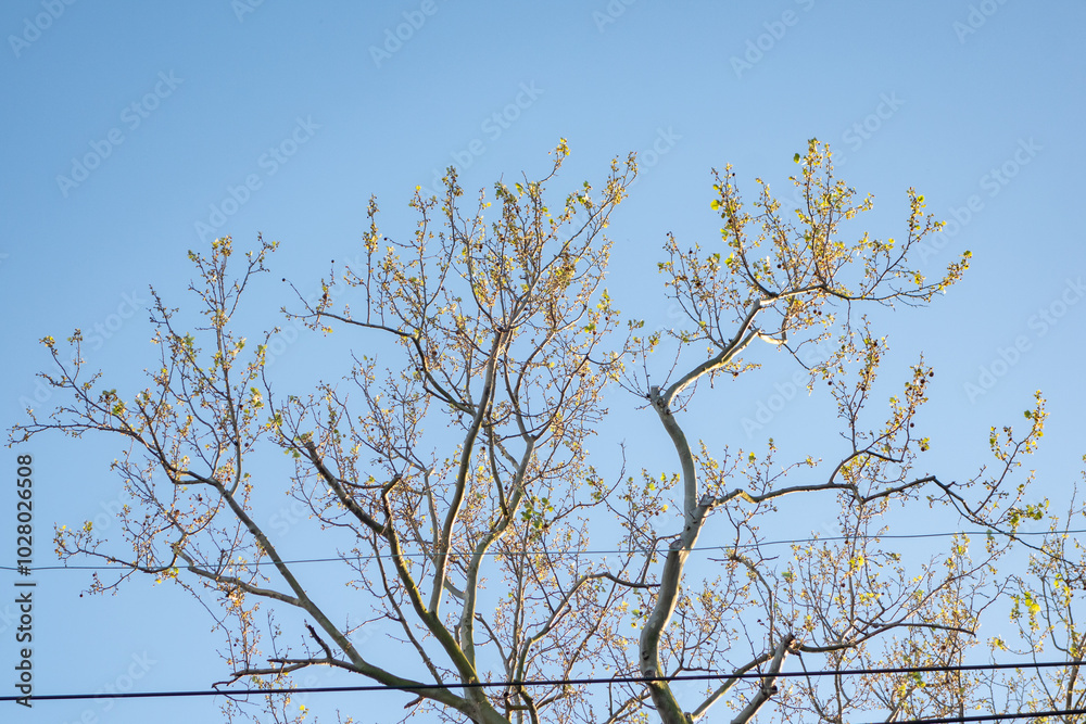 yellow tree branches against blue sky yellow tree branches against blue sky