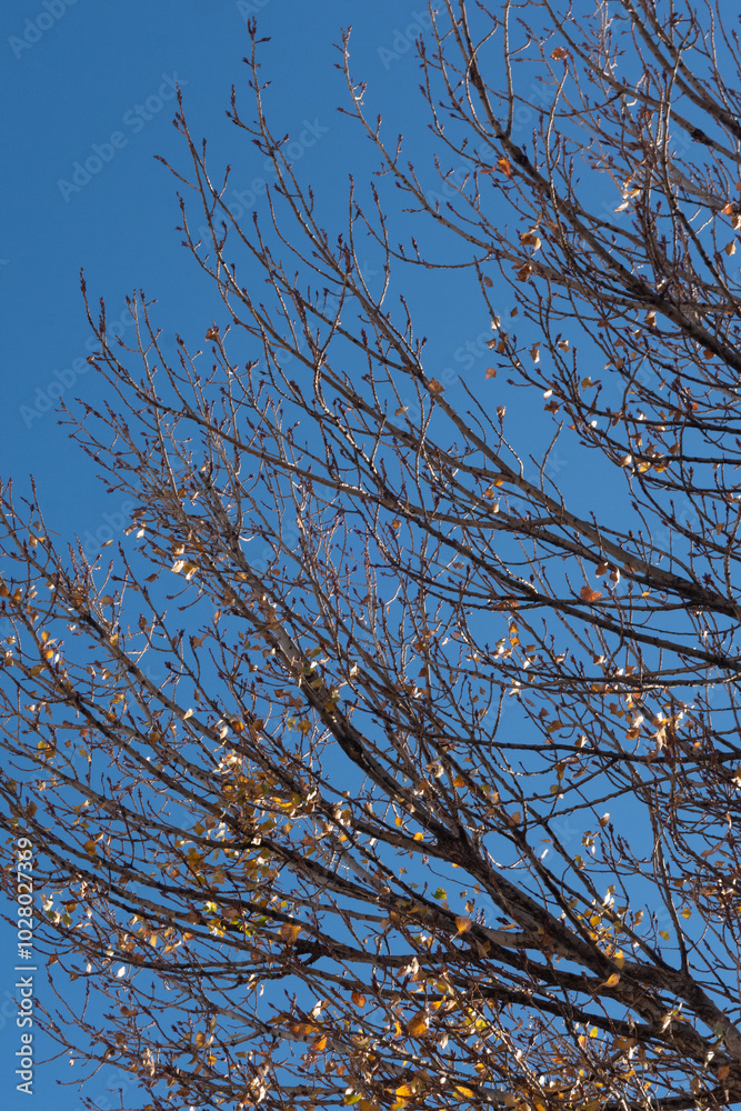 branches of a tree