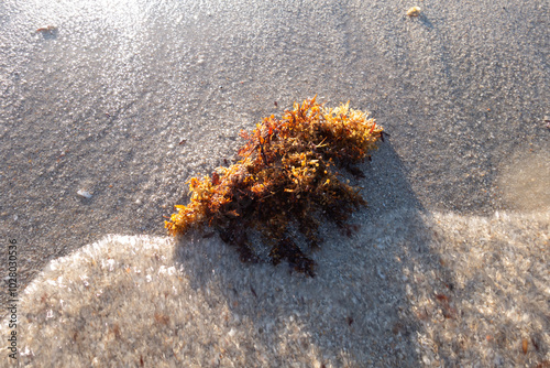 seaweed on the beach