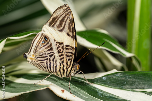 Dirce Beauty Butterfly on a leaf photo