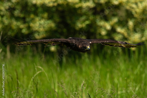 Harlan's Hawk photo