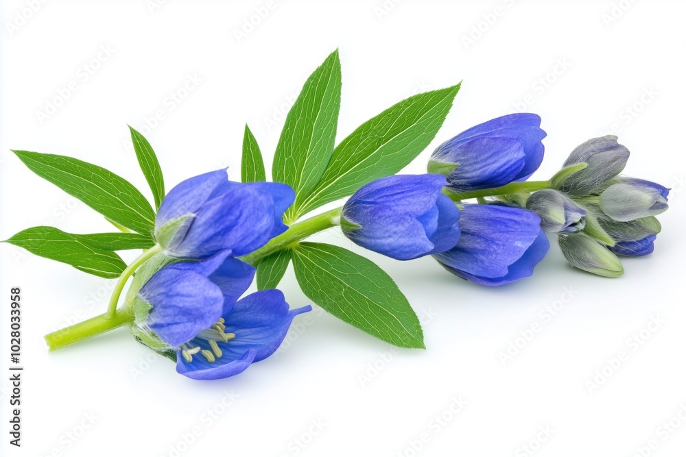 Monkshood blue with green leaves on a white background close-up Monkshood blue with green leaves on a white background close-up