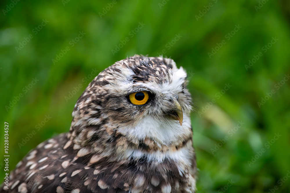 burrowing owl, Hello ! burrowing owl, Hello !