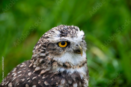burrowing owl, Hello !