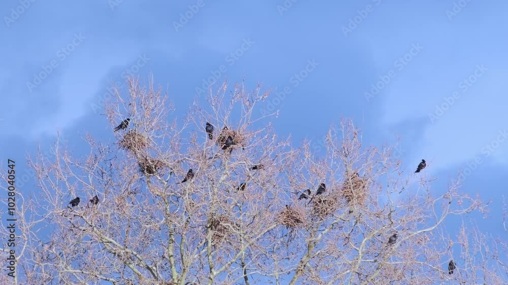 flock of rooks building nests on trees, showcasing fascinating behavior of avian species in natural habitat, Resilience and Intelligence, Springtime activities, ecological balance, animal kingdom flock of rooks building nests on trees, showcasing fascinating behavior of avian species in natural habitat, Resilience and Intelligence, Springtime activities, ecological balance, animal kingdom