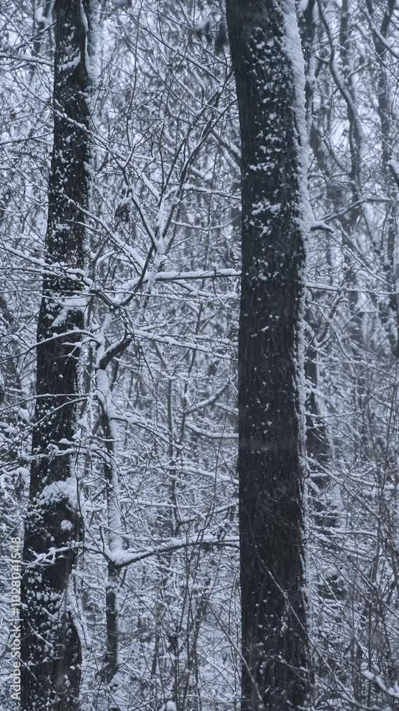 Winter landscape vide in the dark and mystery cold forest , snow in the frame . Beautiful vertical landscape videography , snowing weather . Static frame with forest , trees . Stormy with snow Winter landscape vide in the dark and mystery cold forest , snow in the frame . Beautiful vertical landscape videography , snowing weather . Static frame with forest , trees . Stormy with snow