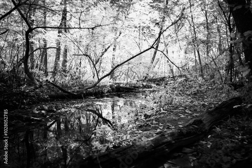 tree in the woods