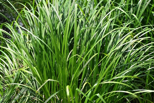 Carex dispalata in the Wetland Park. Cyperaceae perennial aquatic plant. In Japan, it was used to make sedge hats.