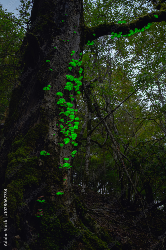 Fototapeta premium 月夜茸