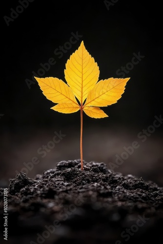 Yellow leaf emerging from dark soil