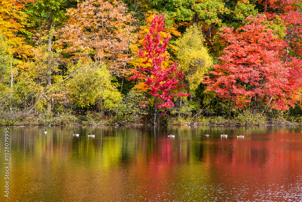 Mont St-Bruno, Canada - Oct. 13 2024: Colored fall season at the Lac Moulin on Mont St-Bruno Mont St-Bruno, Canada - Oct. 13 2024: Colored fall season at the Lac Moulin on Mont St-Bruno