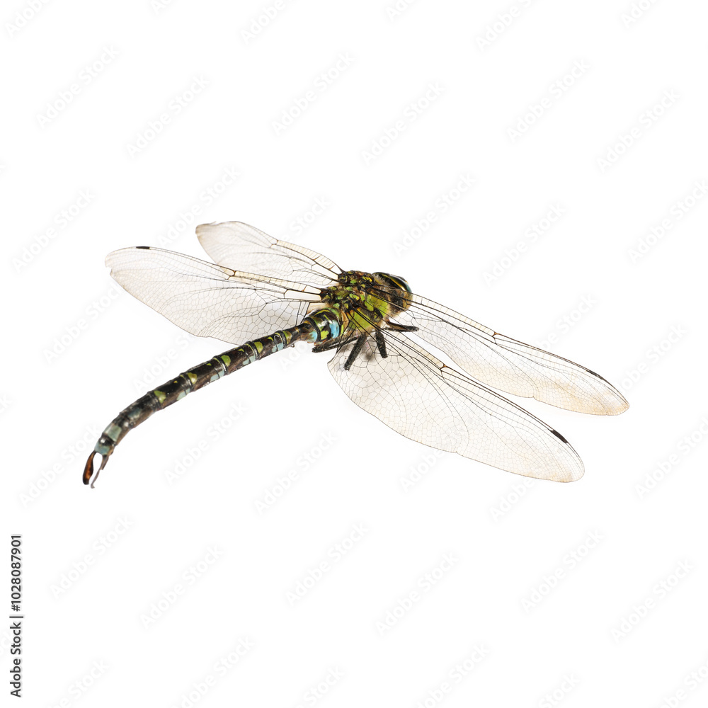 One dragonfly isolated on white. Beautiful insect One dragonfly isolated on white. Beautiful insect
