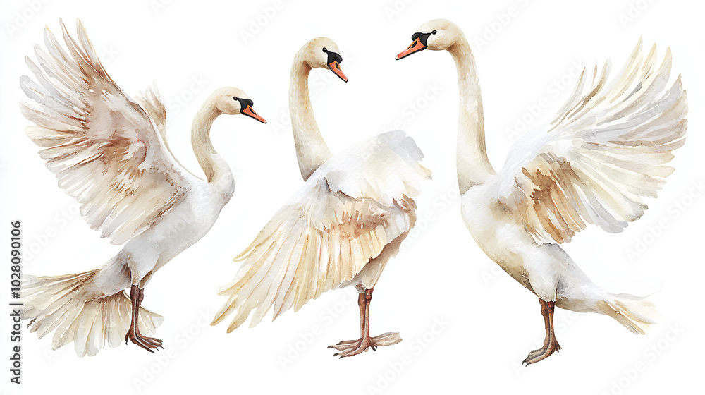 Fototapeta premium Swan bird, Elegant Watercolor birds hand-painted Isolated. Perfect for designers, nature lovers, creative decor