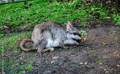 Vizcacha