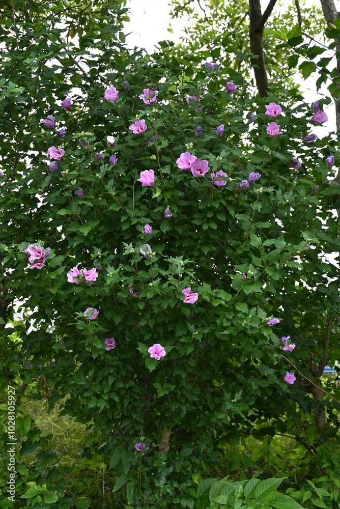 Rose of sharon (Hibiscus syriacus) flowers. Malvaceae deciduous shrub. White or pink five-petal flowers bloom from summer to autumn. Rose of sharon (Hibiscus syriacus) flowers. Malvaceae deciduous shrub. White or pink five-petal flowers bloom from summer to autumn.