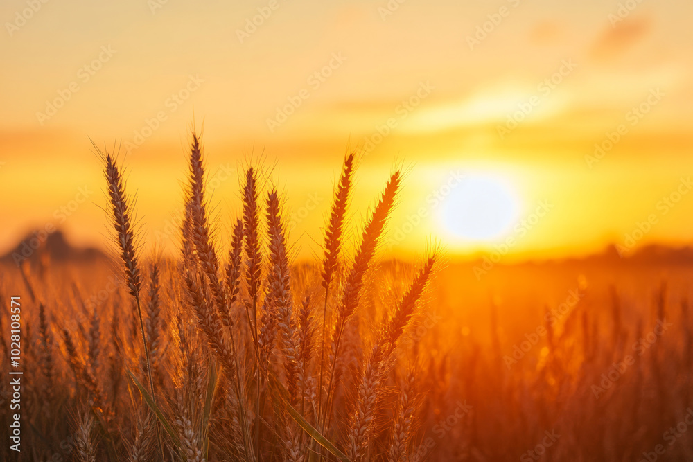 A field of tall grass with a sun in the sky A field of tall grass with a sun in the sky