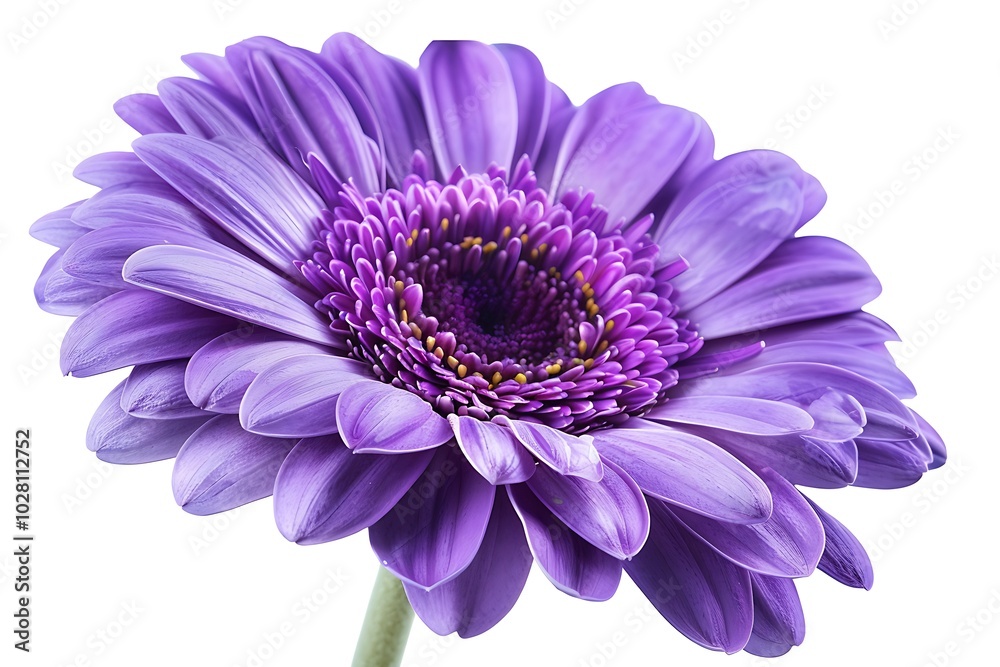 violet gerbera daisy isolated on white background violet gerbera daisy isolated on white background