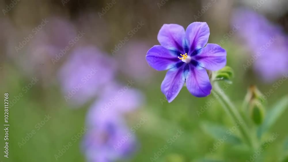 a single violet, with the background blurred foliage. a single violet, with the background blurred foliage.
