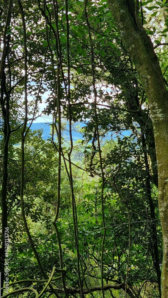 Obraz premium Nz Bush