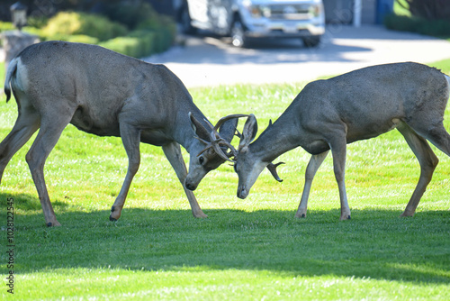 Mule Deer Challenge