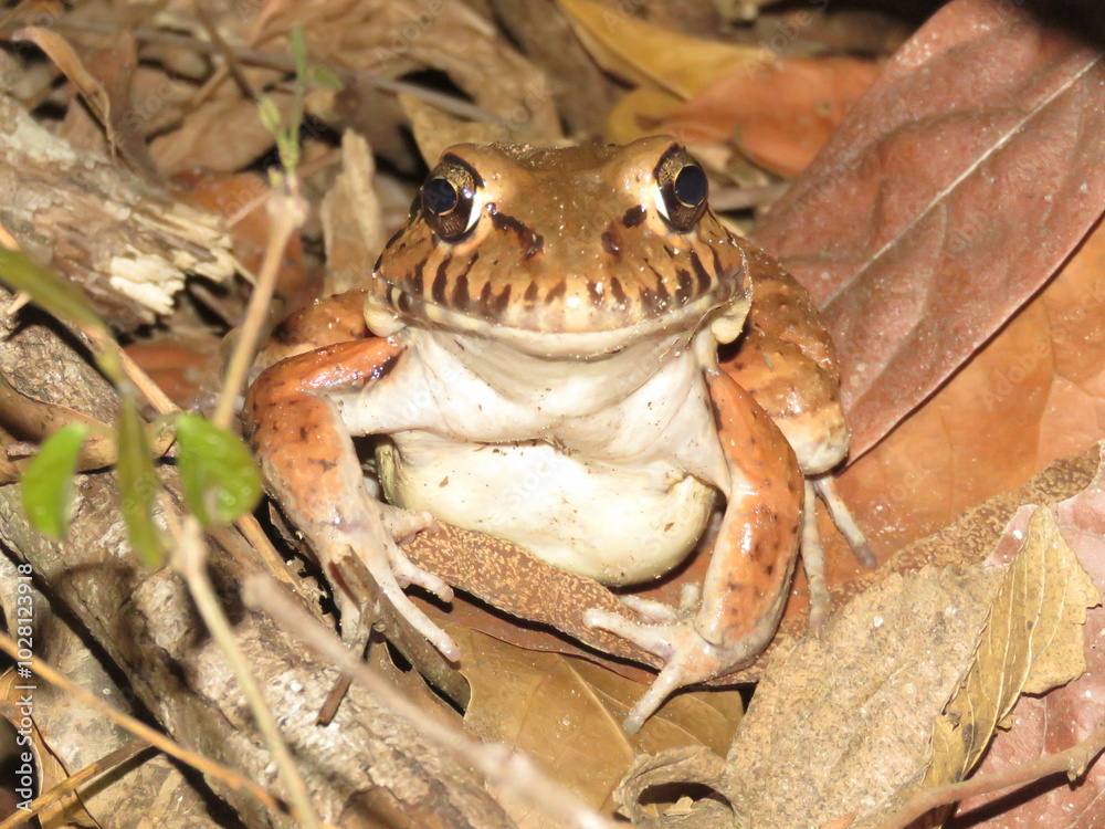 Pepper frog (Leptodactylus labyrinthicus) found in Brazil Central, Tocantins, Cerrado, Brazil