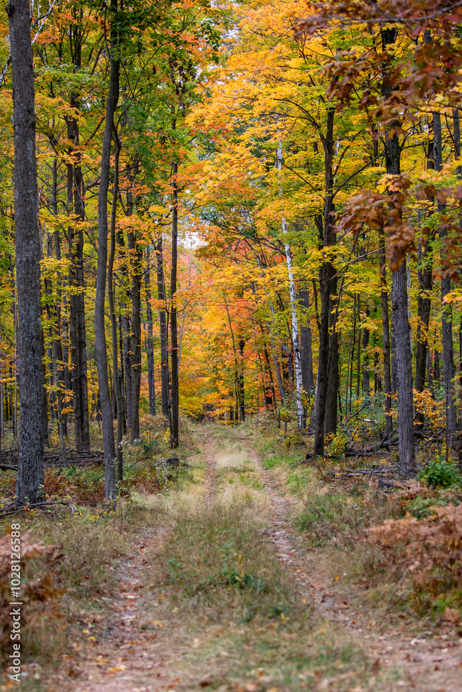Fototapeta premium Wisconsin logging road going through a colorful forest in October