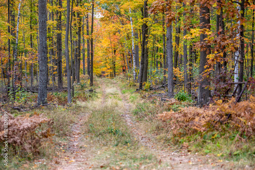 Wisconsin logging road going through a colorful forest in October