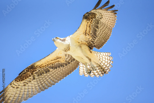Osprey in flight