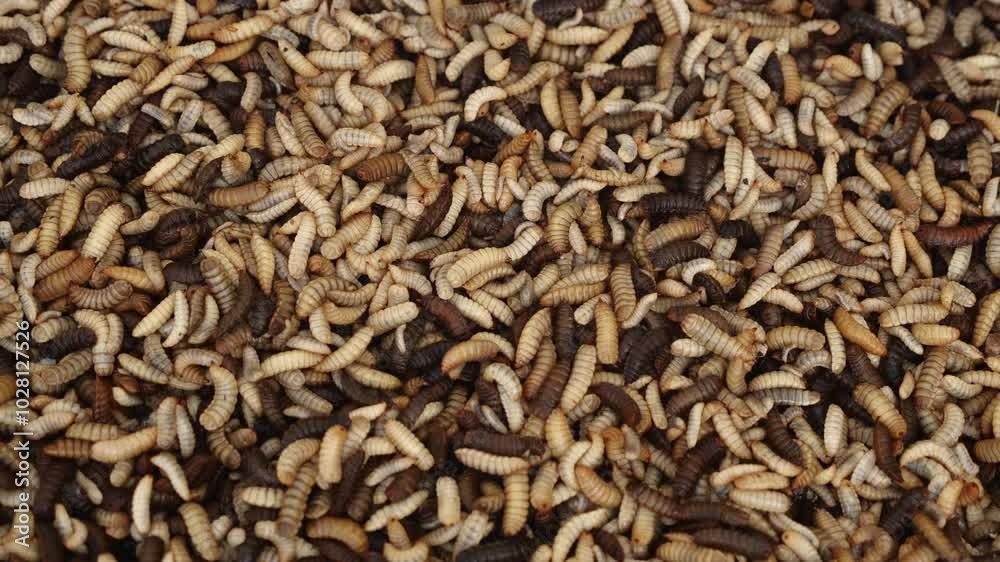 Black soldier flies convert food waste into feed for pets, aquaculture, and livestock Black soldier flies convert food waste into feed for pets, aquaculture, and livestock