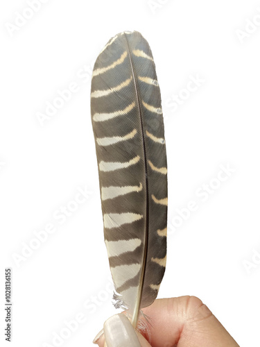 Eagles feathers 1 hair. Die-cut