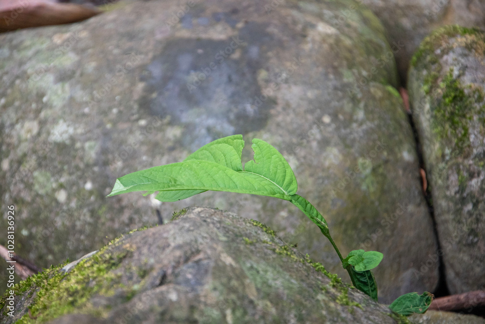 A green leaf in the middle of rocks A green leaf in the middle of rocks