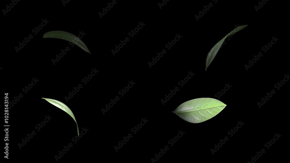 Falling 3D green leaves. Isolated green. overlay. Natural leaves animation. alpha channel group