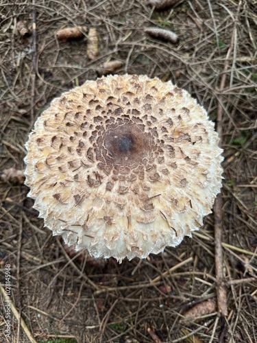 mushroom on the ground photo