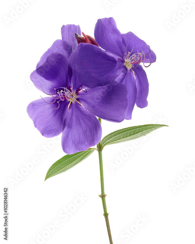 Malabar melastome flowers with leaves, Tropical purple flower isolated on white background  photo