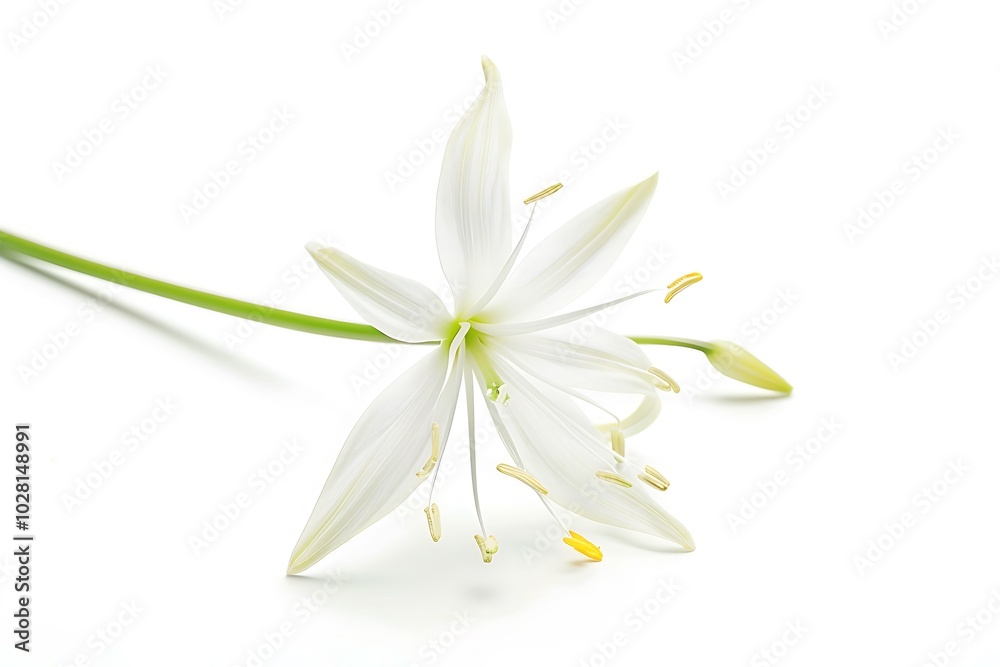 Anthericum Flower isolated on white background,close up. Anthericum Flower isolated on white background,close up.