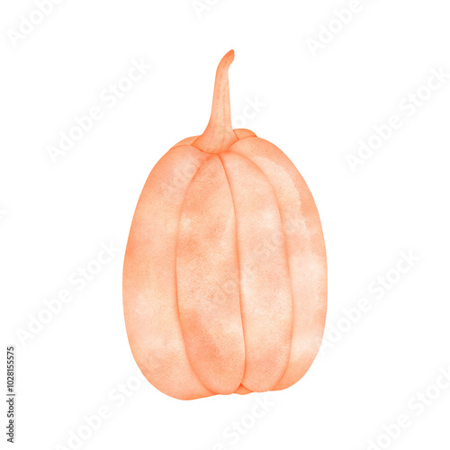 Pumpkin Hand Drawn Illustration