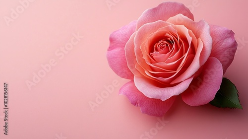 Rose flower on pink background Copy space : Generative AI