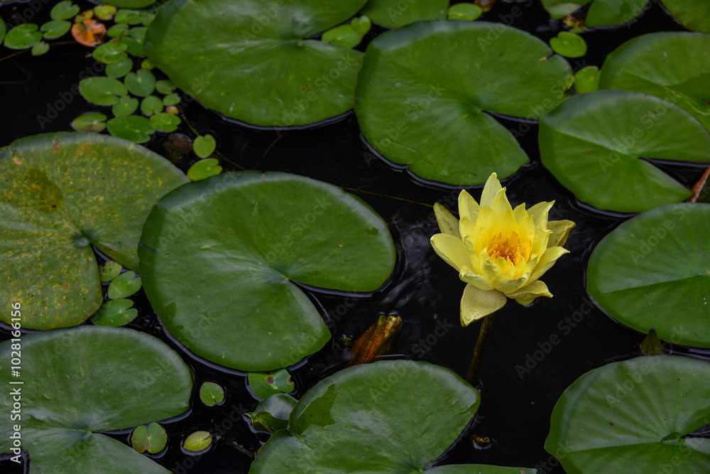 Pond plants