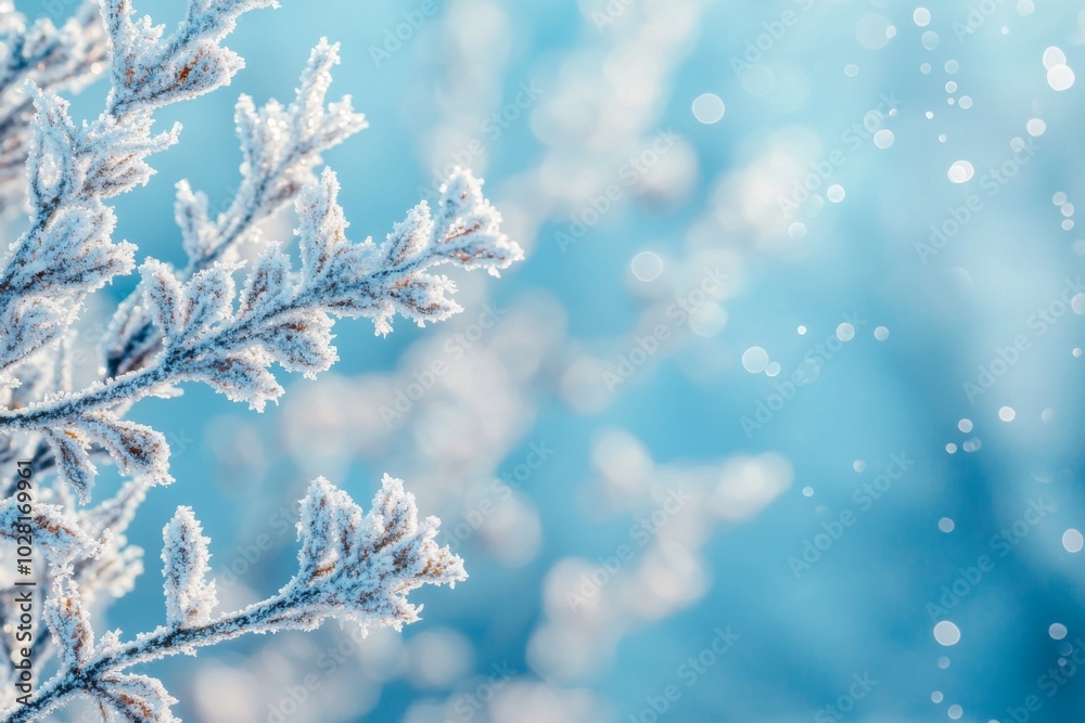 Winter season background with pine trees and white snow Winter season background with pine trees and white snow