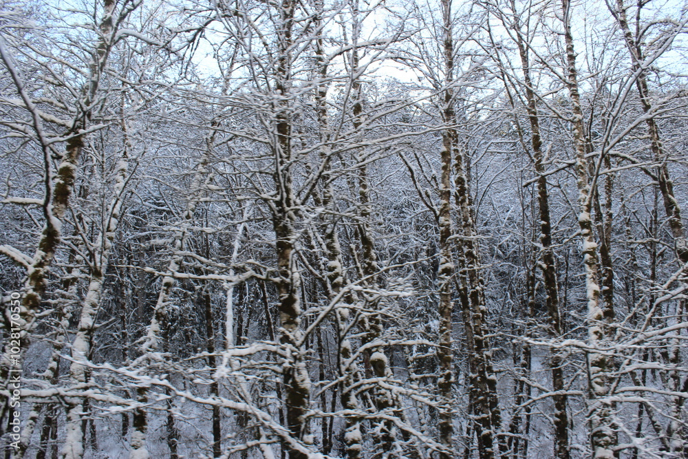 Fototapeta premium Ice covered trees