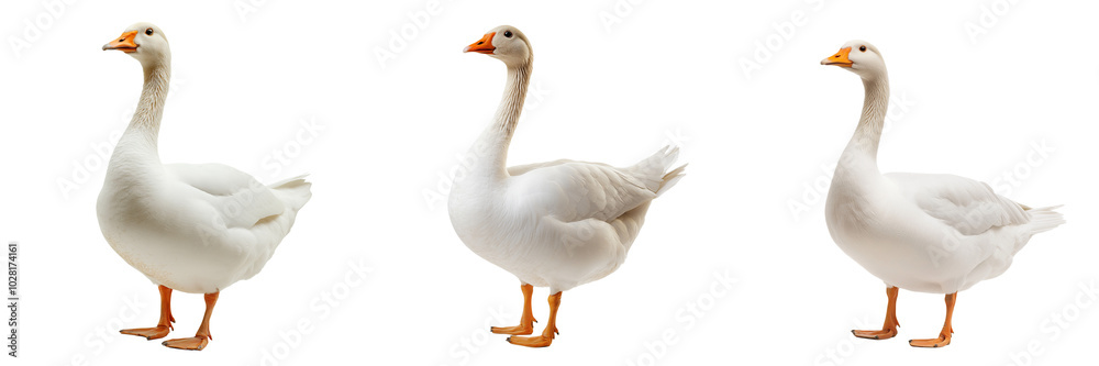 A domestic goose with bright white feathers and an orange beak, isolated on a transparent background A domestic goose with bright white feathers and an orange beak, isolated on a transparent background