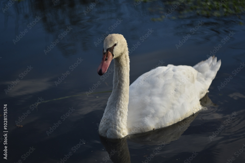 Fototapeta premium swan on the water