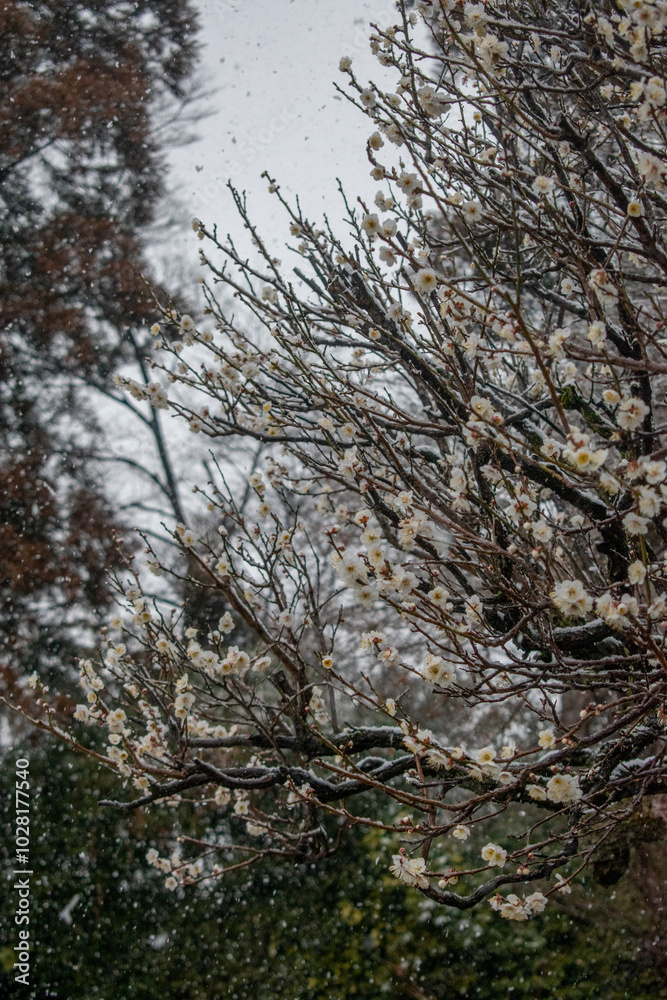 White plum blossom under snow White plum blossom under snow