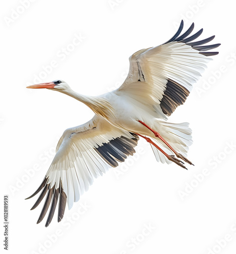 White Stork in Flight with White Background.