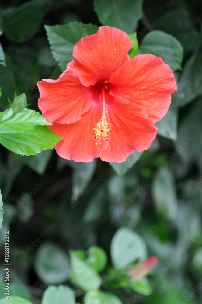 Chinese rose or Hibiscus or Hibiscus rosa sinensis or Hibisceae or Malvaceae , red hibiscus flower and rain drop Chinese rose or Hibiscus or Hibiscus rosa sinensis or Hibisceae or Malvaceae , red hibiscus flower and rain drop