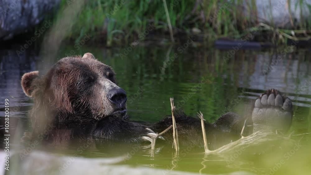 Cute Bear Playing with a Stick in Water Cute Bear Playing with a Stick in Water